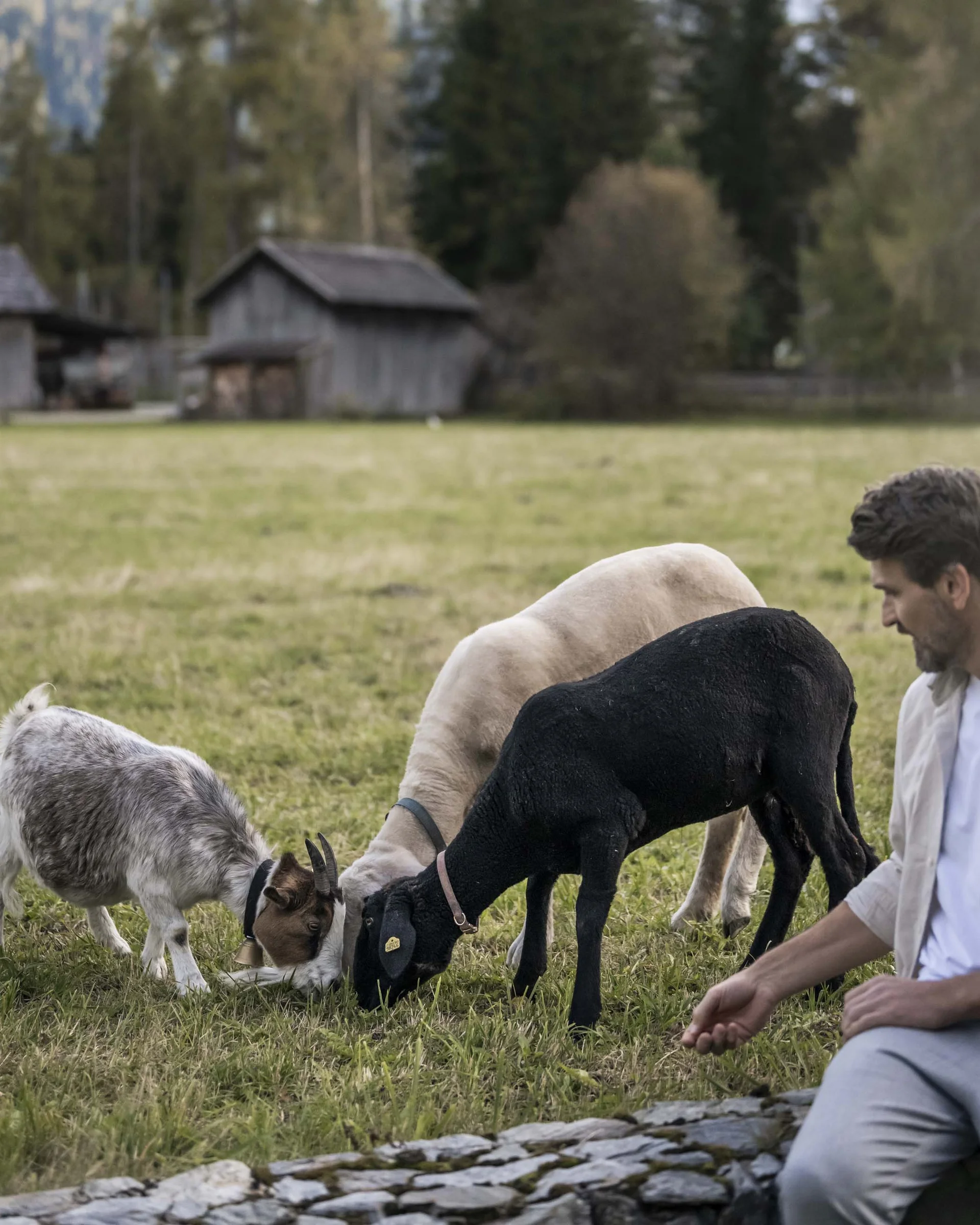Mann füttert Ziegen auf einer Wiese mit Bergen im Hintergrund