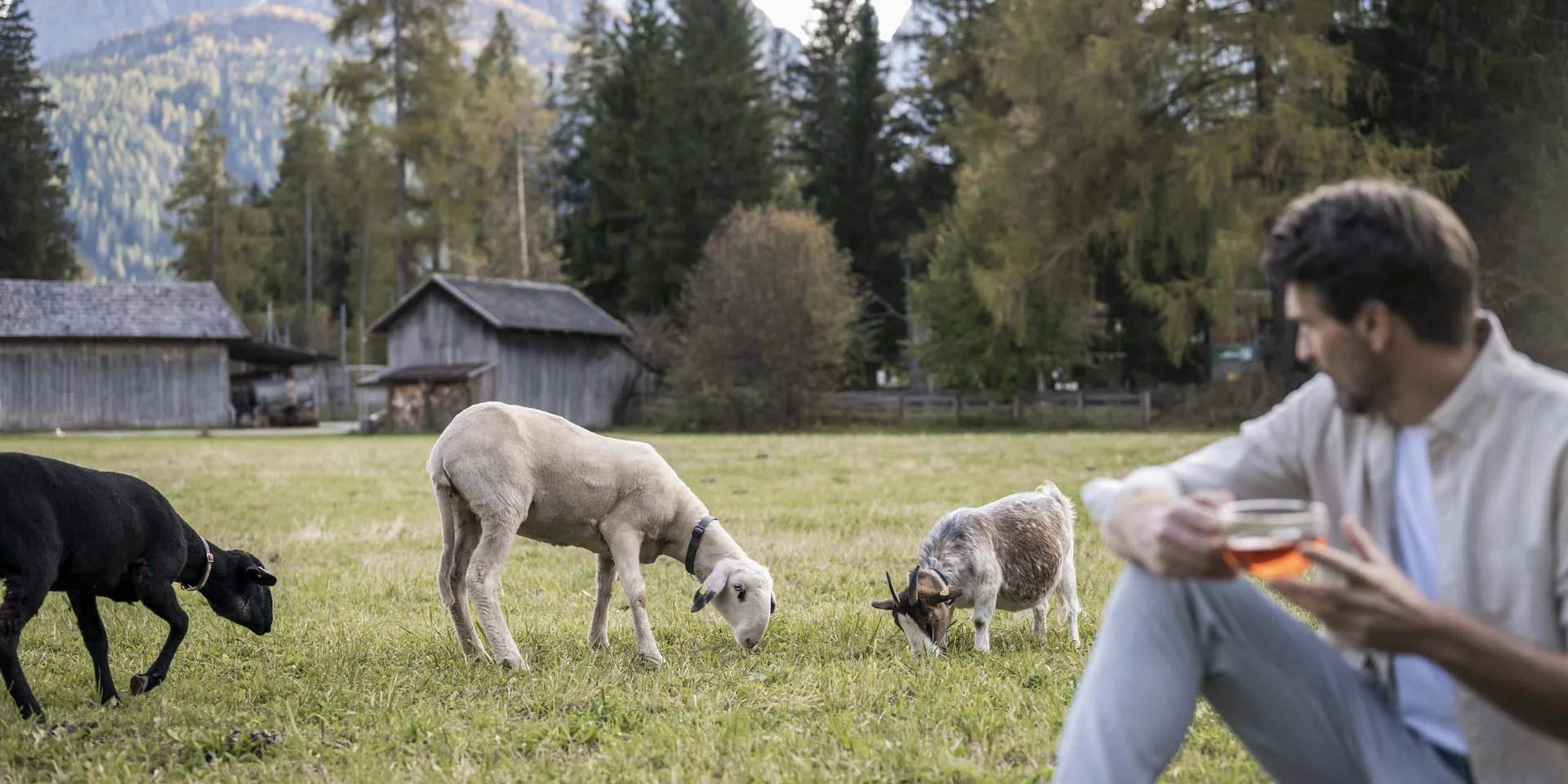 Mann sitzt auf der Wiese und beobachtet Schafe und Ziege auf einem Bauernhof
