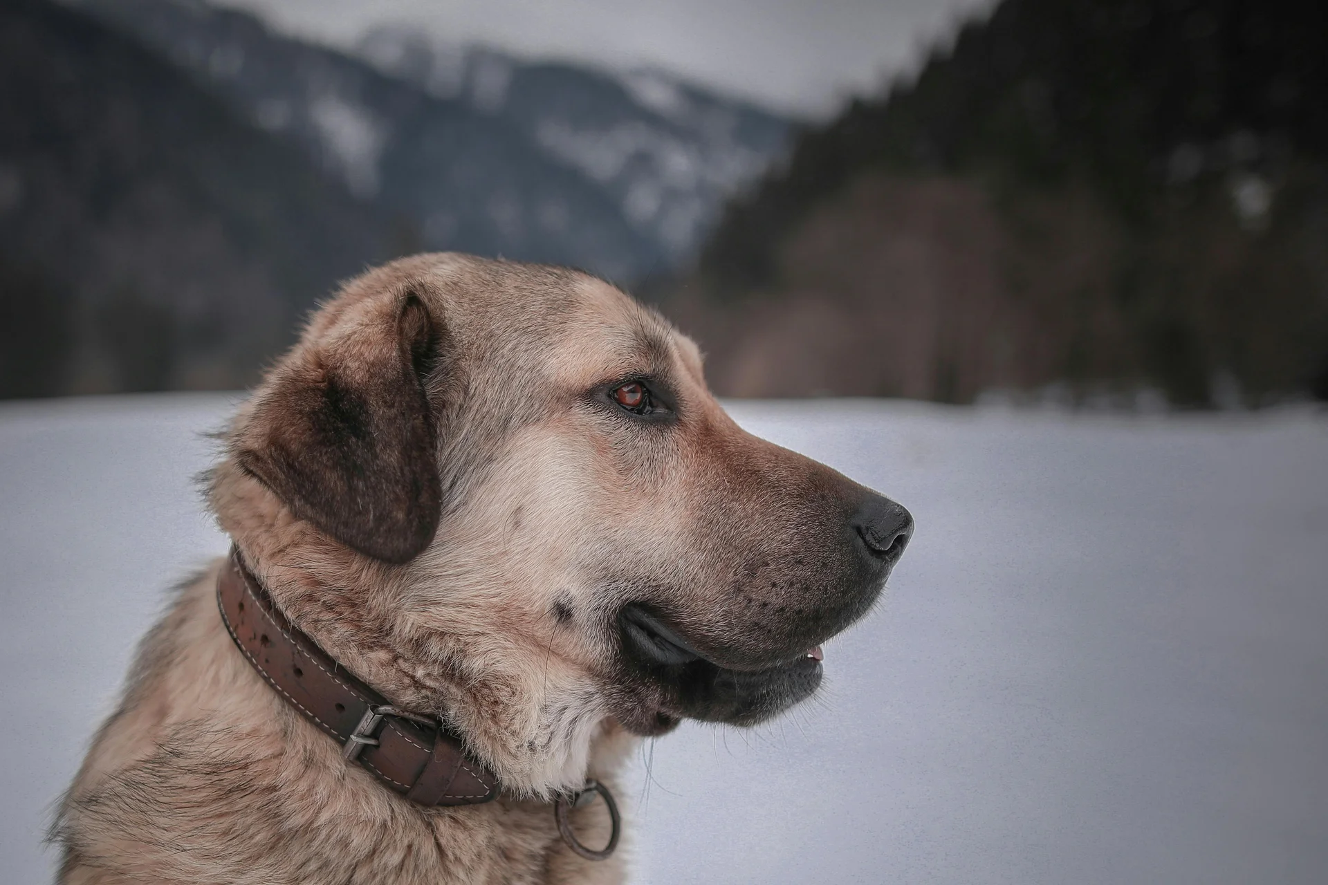 Primo piano di un cane marrone con collare di pelle davanti a un paesaggio innevato