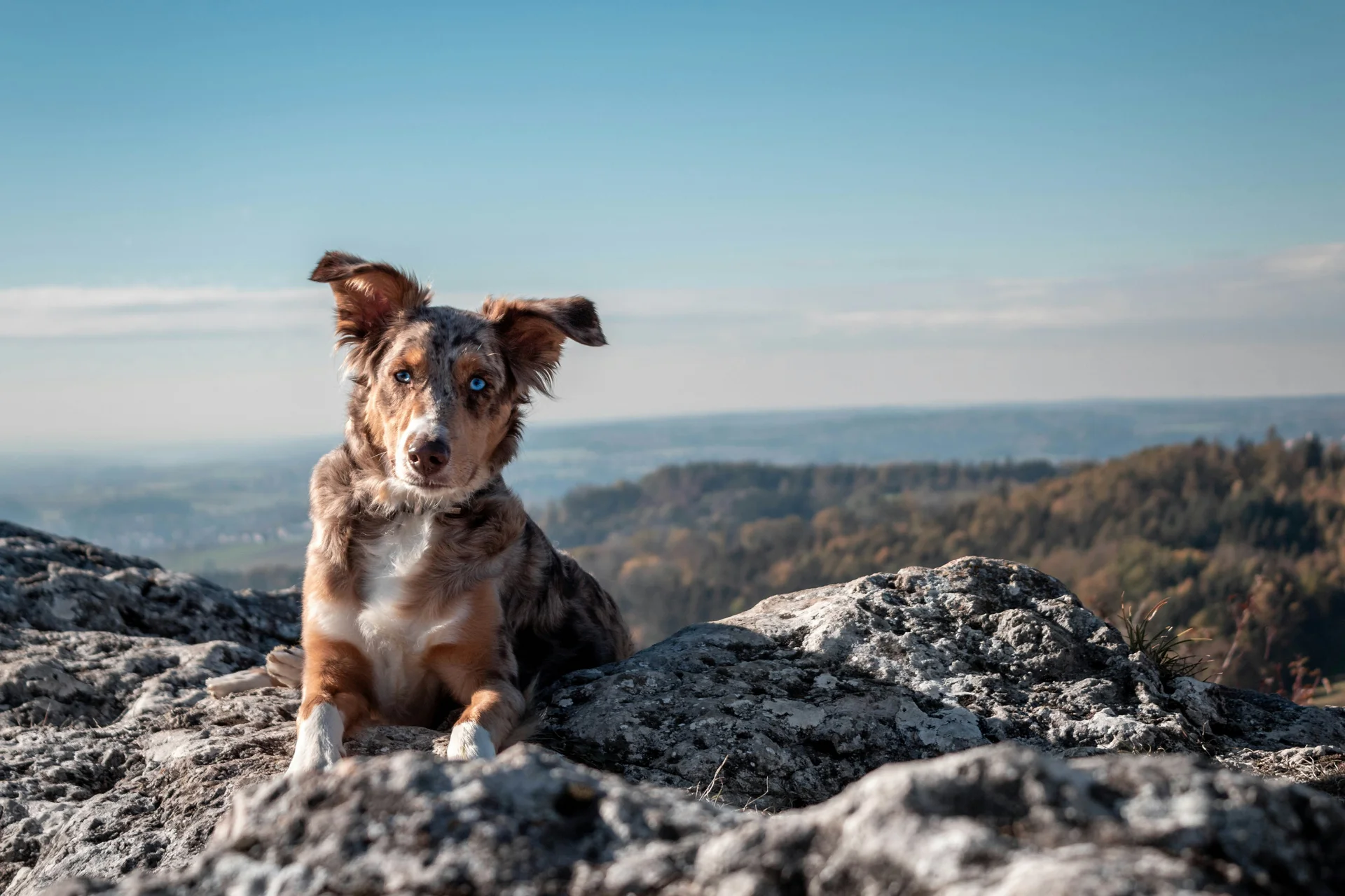Cane con occhi diversi seduto su rocce con paesaggio sullo sfondo