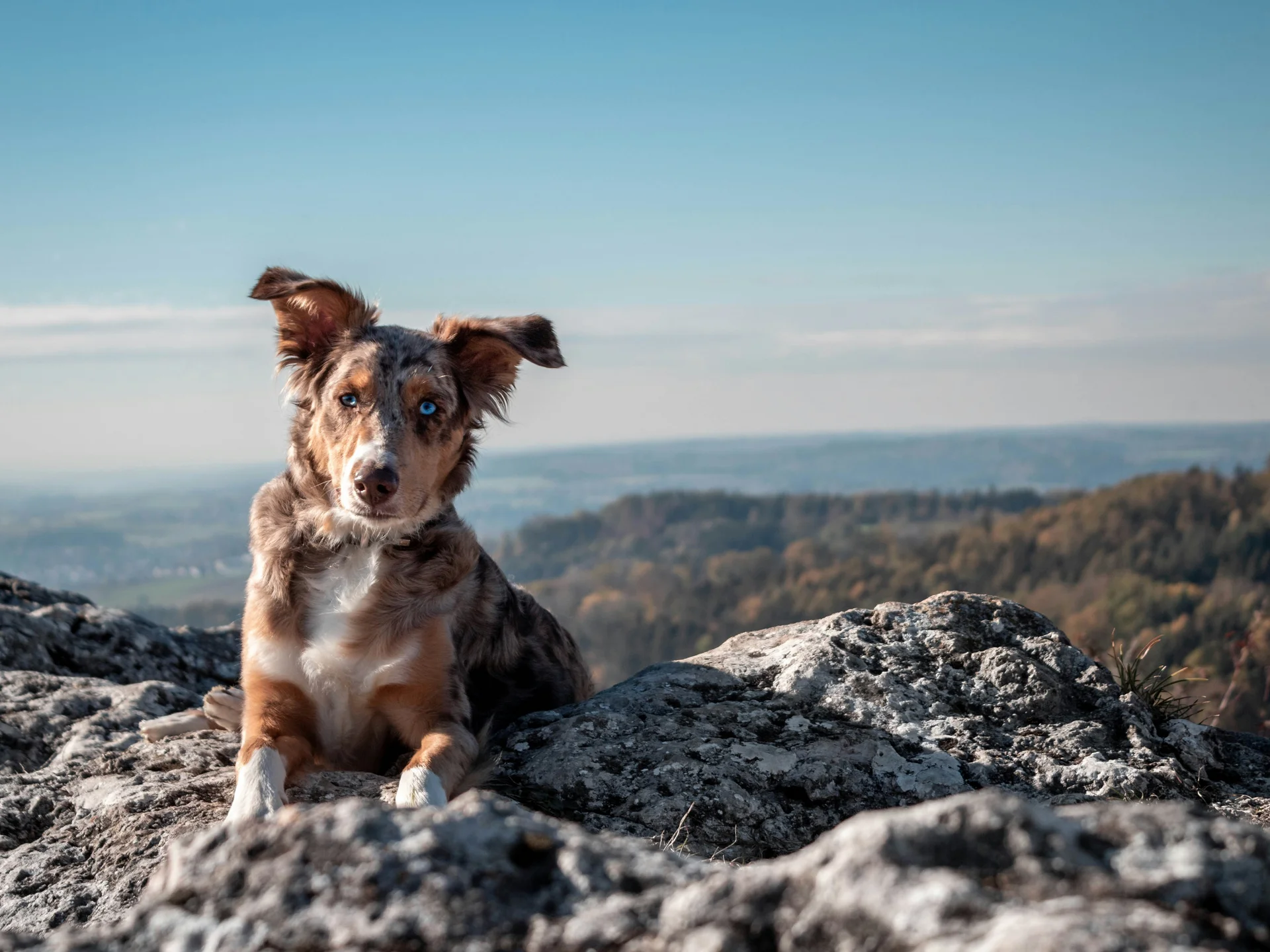 Das Wellnesshotel für den Urlaub mit Hund in Südtirol Hund mit unterschiedlichen Augen sitzt auf Felsen mit Landschaft im Hintergrund