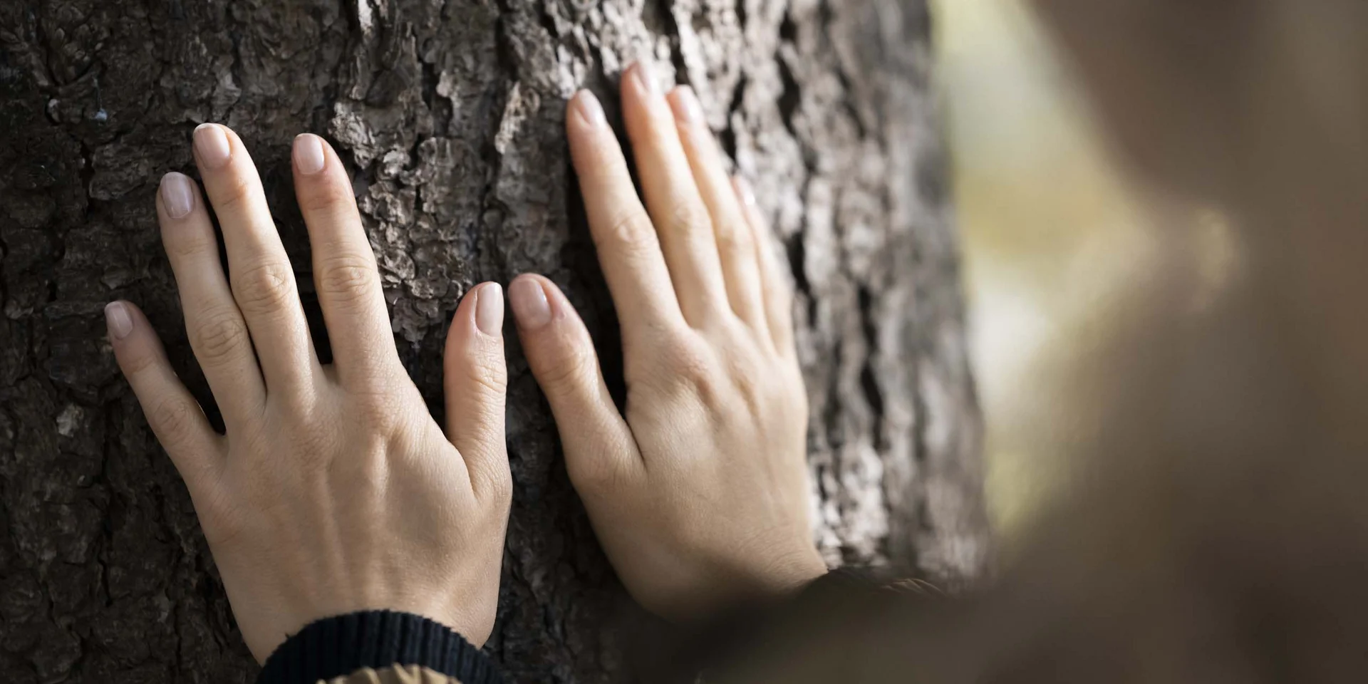 Hände einer Frau berühren Baumrinde in der Natur