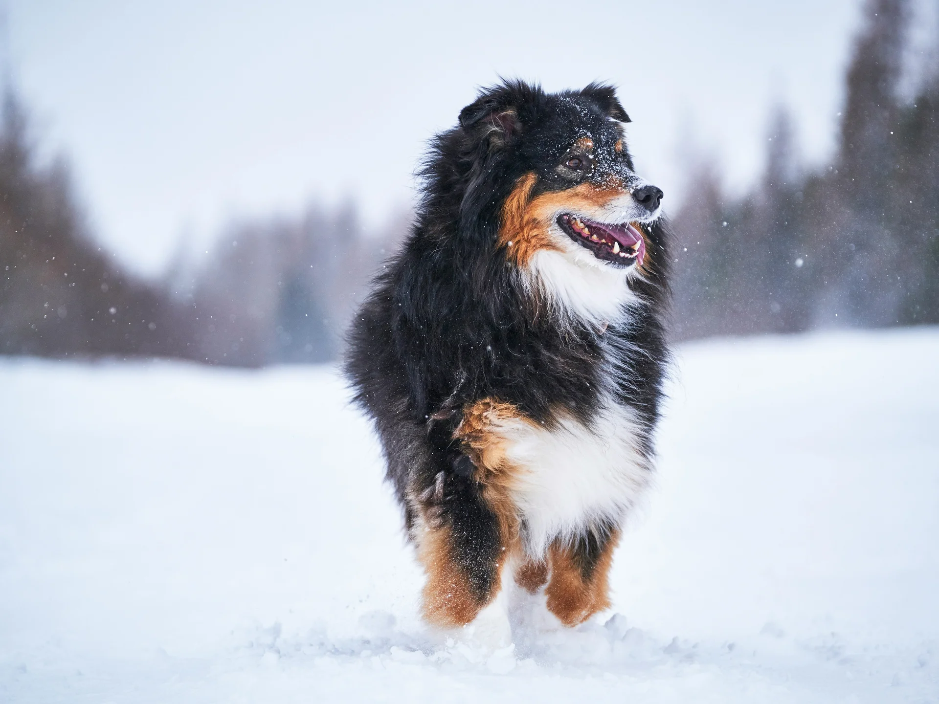 Das Wellnesshotel für den Urlaub mit Hund in Südtirol Schwarzer und brauner Hund läuft im Schnee mit verschneitem Fell
