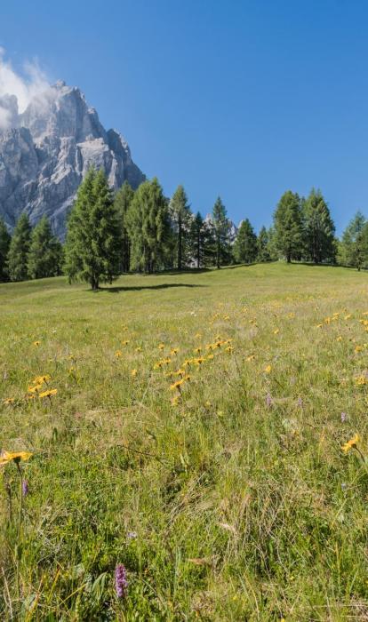 Un prato fiorito